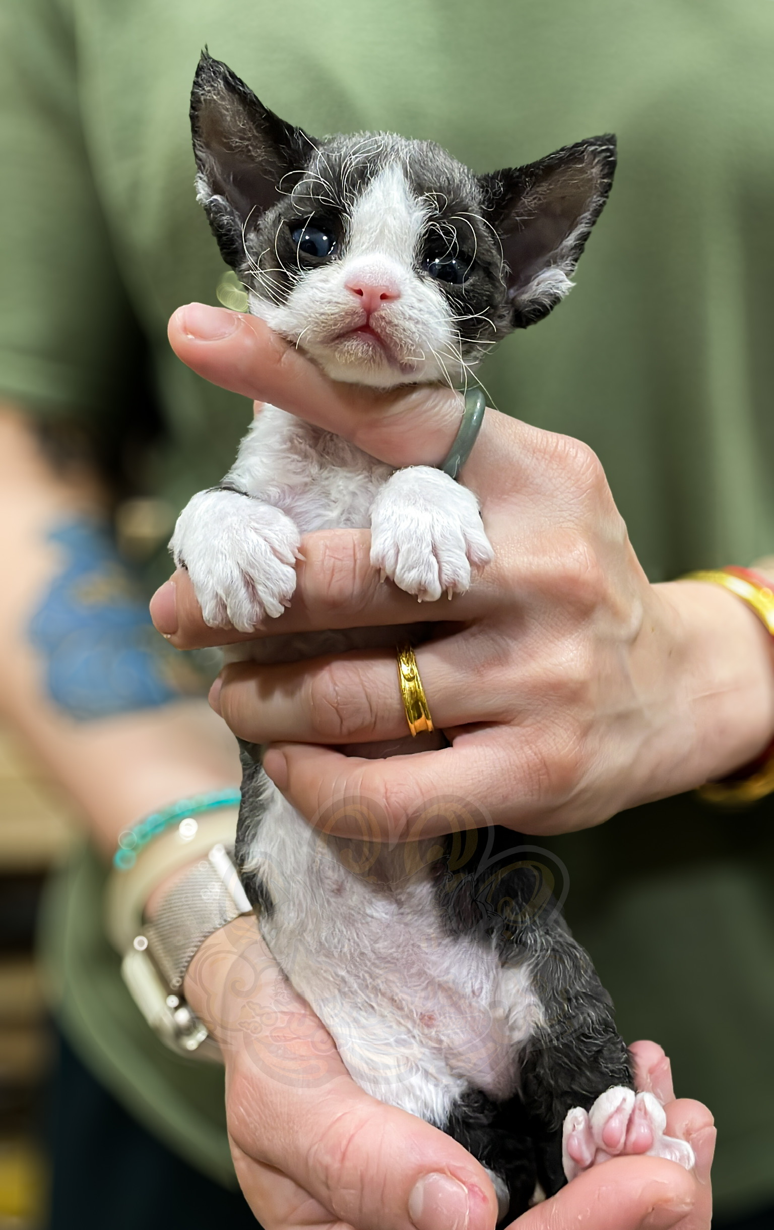 寵愛貓舍／黑賓士德文捲毛貓