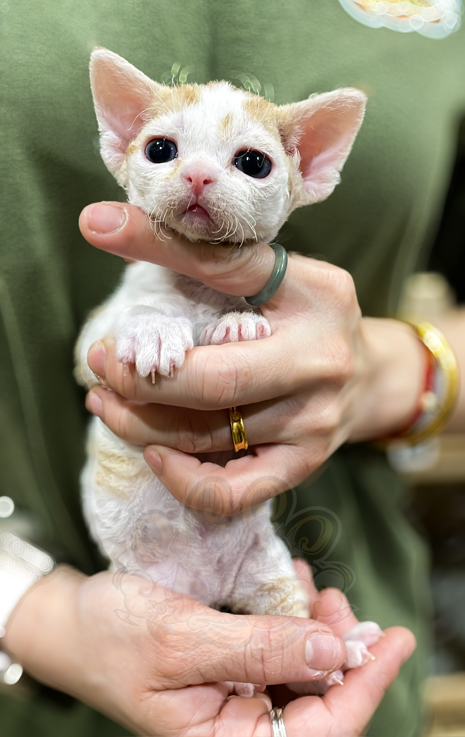 寵愛貓舍／奶油加白德文捲毛貓