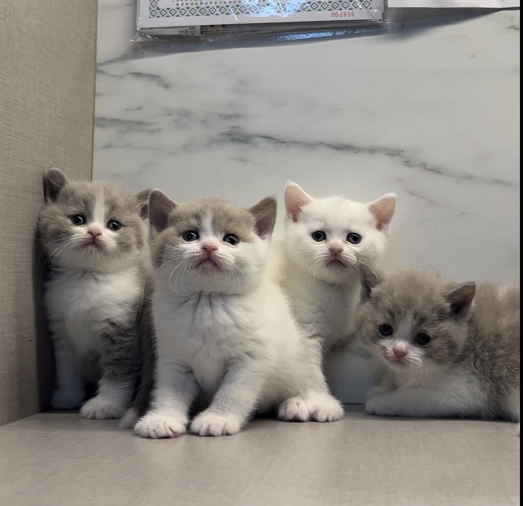 野獸派貓舍／紫丁香&丁香白英國短毛貓