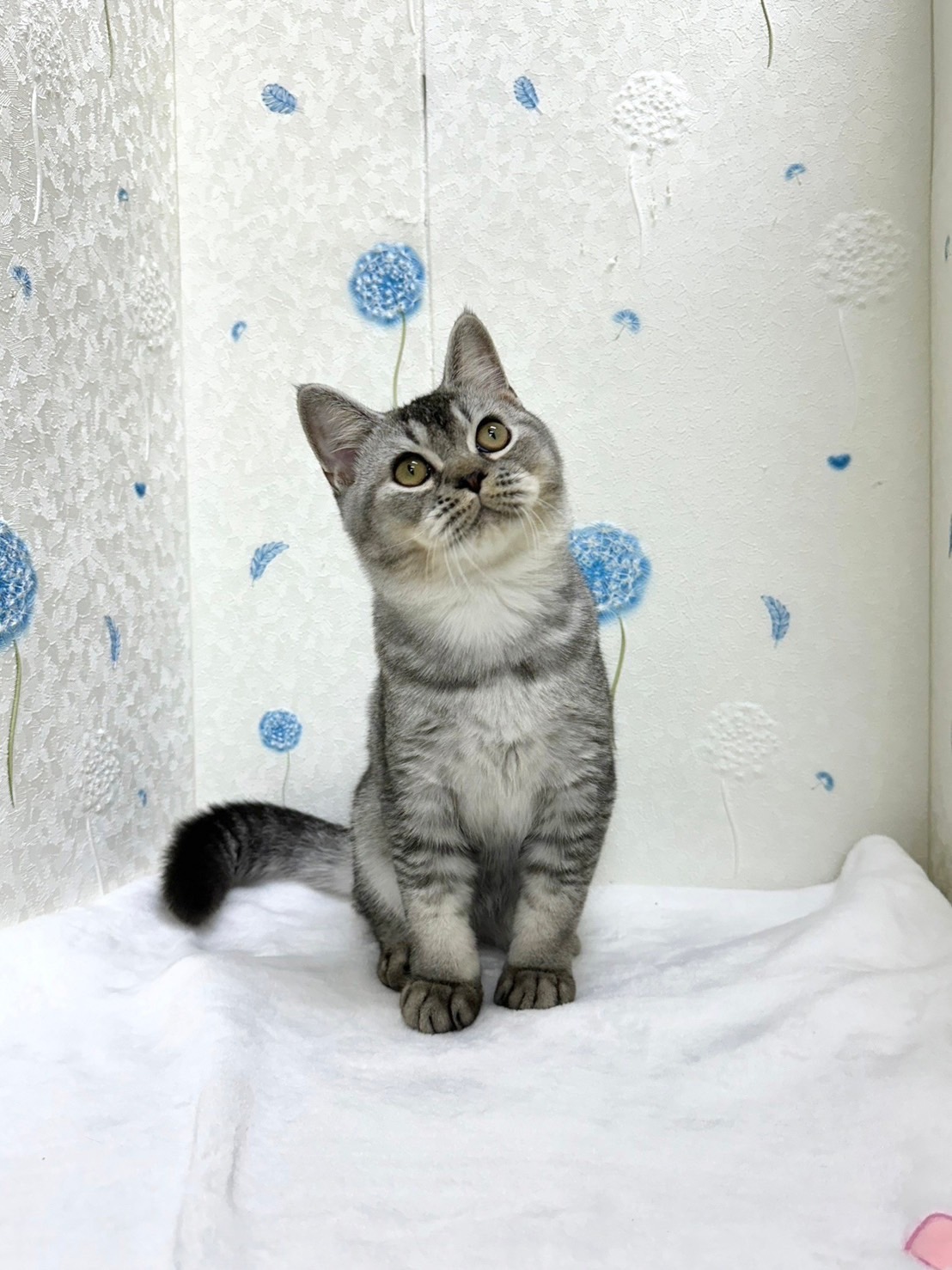 貓咪總動員館／銀灰色英國短毛貓