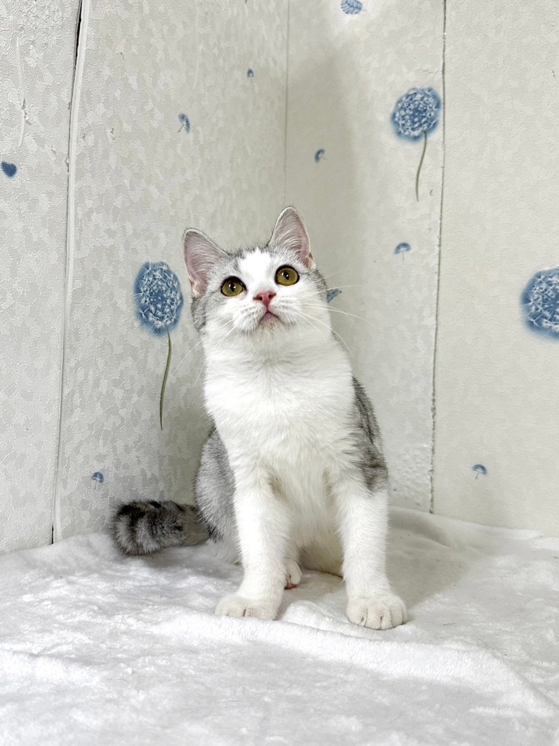 貓咪總動員館／加白美國短毛貓