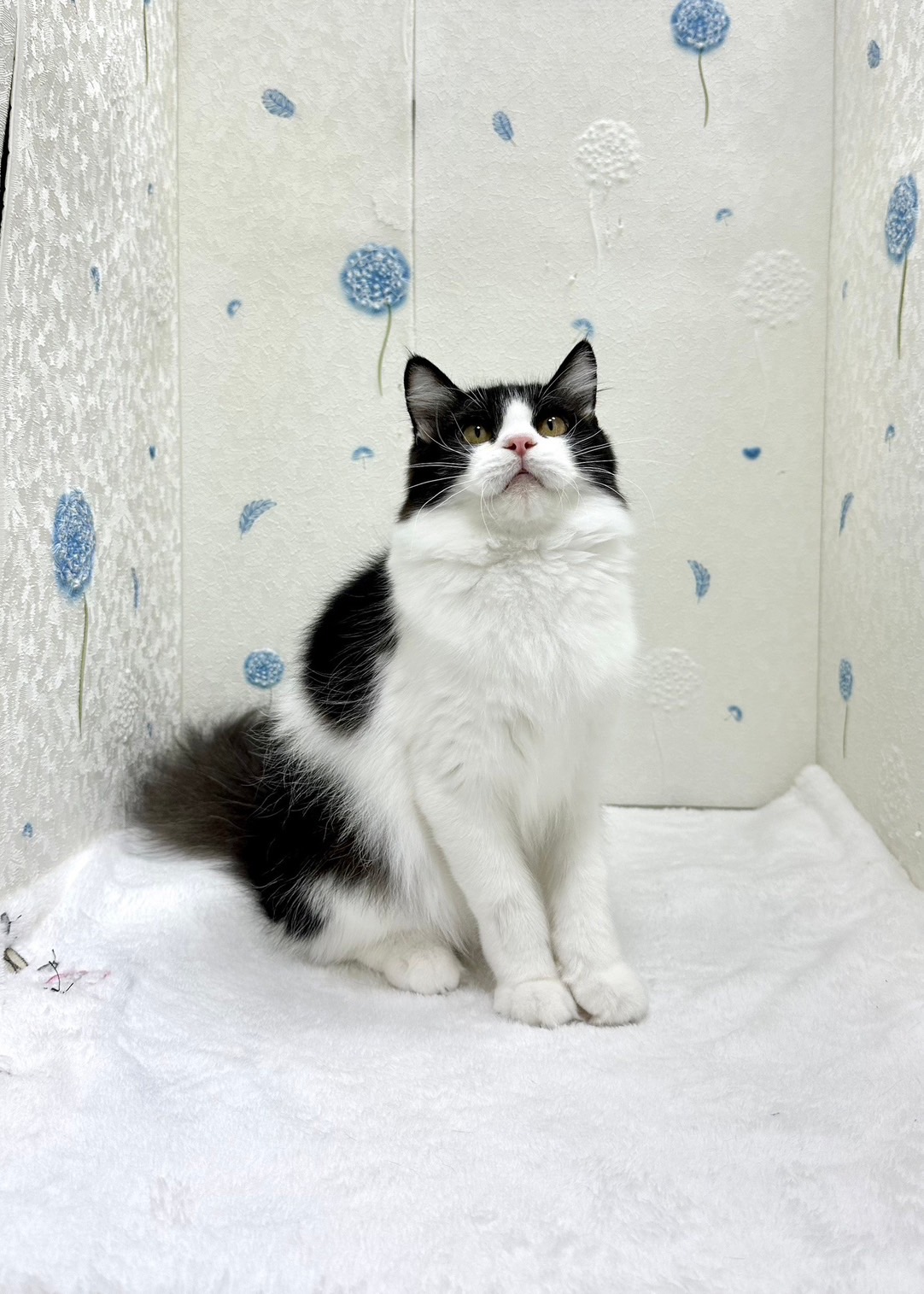 貓咪總動員館／黑白賓士英國長毛貓