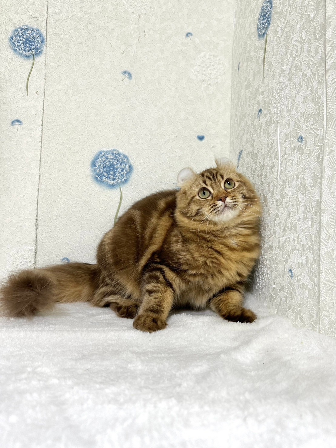 貓咪總動員館／肉桂色捲耳貓