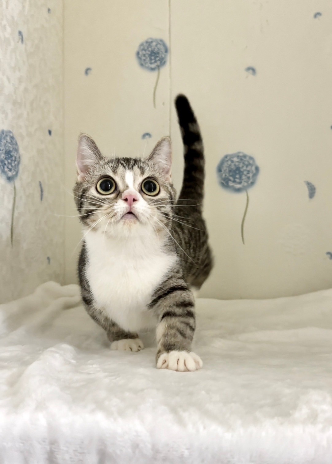 貓咪總動員館／虎斑白曼赤肯