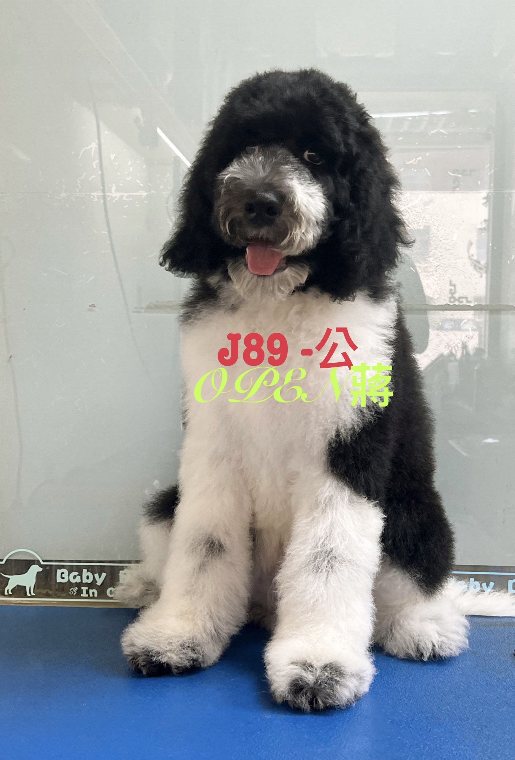 OPEN蔣犬舍／黑白燕尾花巨型貴賓