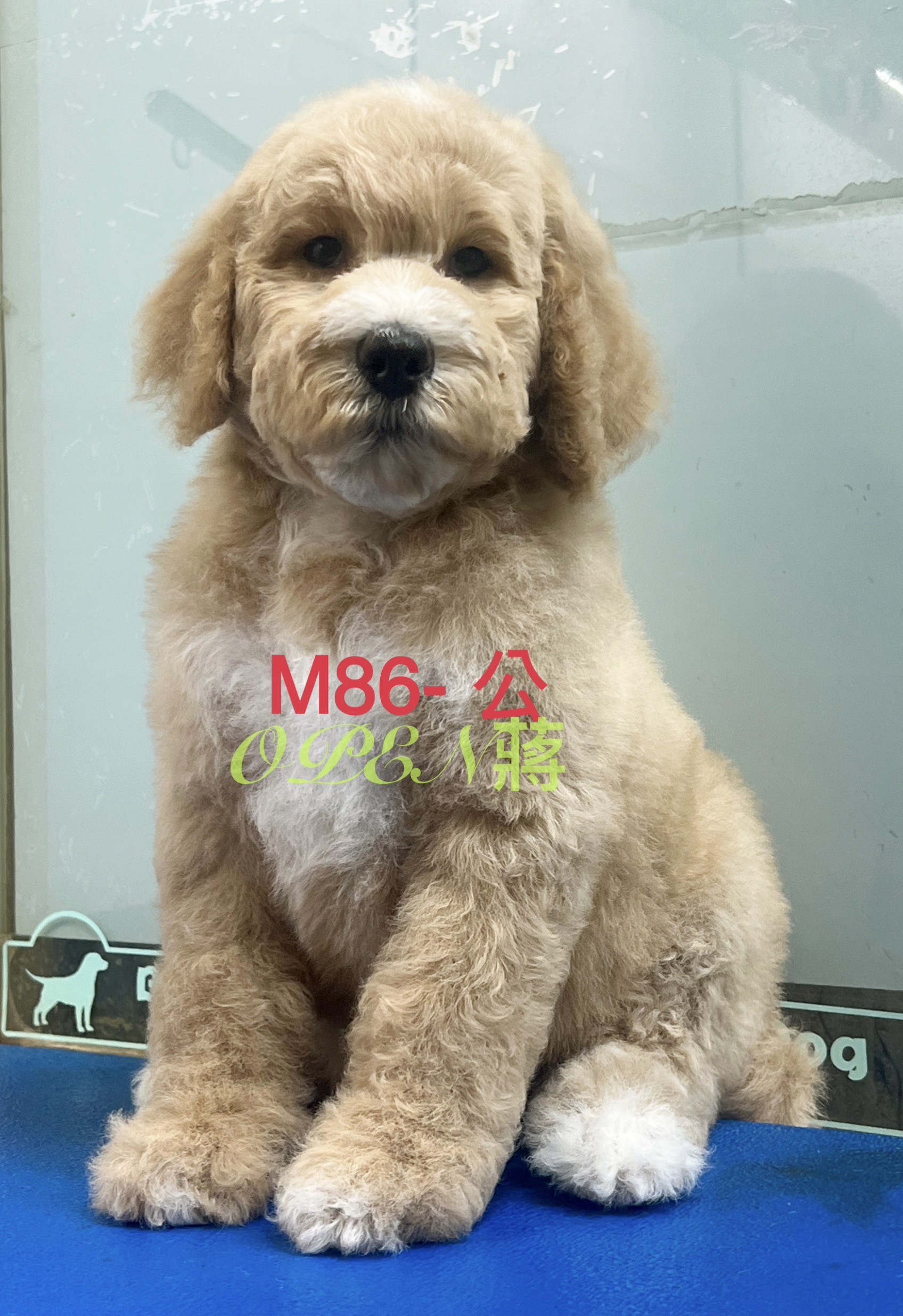 OPEN蔣犬舍／奶棕白胸花巨型貴賓