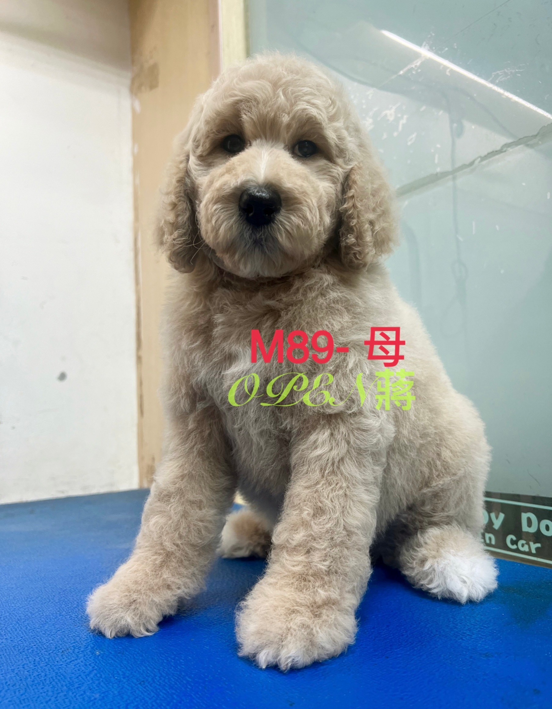 OPEN蔣犬舍／奶棕白胸花巨型貴賓