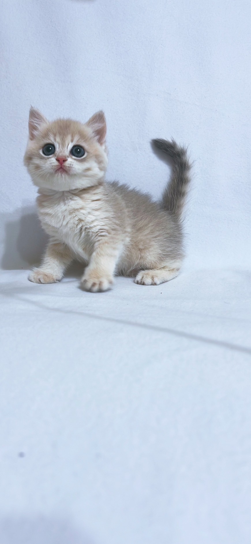 小藤貓舍／藍金漸層英國短毛貓