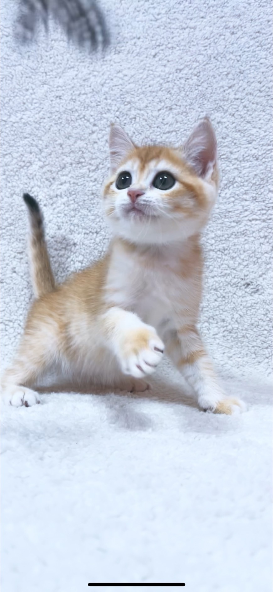 小藤貓舍／金漸層英國短毛貓