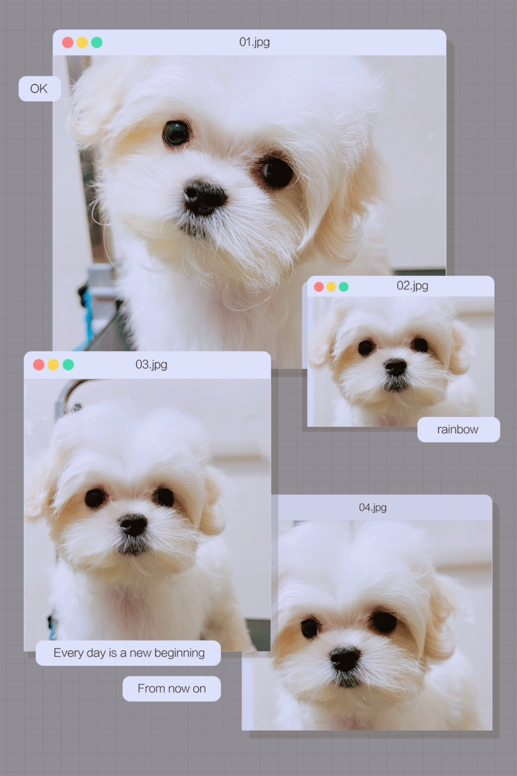 羊咩咩寵物生活館／瑪爾濟斯