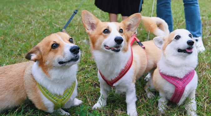 『汪喵揪了走』 蕾蕾好友日桃園跑跑一日遊