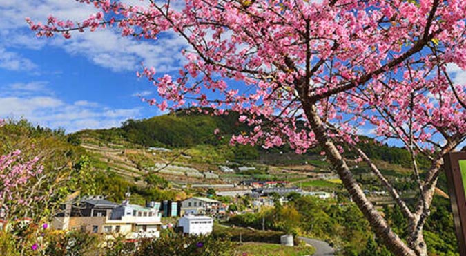 『汪喵揪了走』嘉義阿里山櫻花季三日遊
