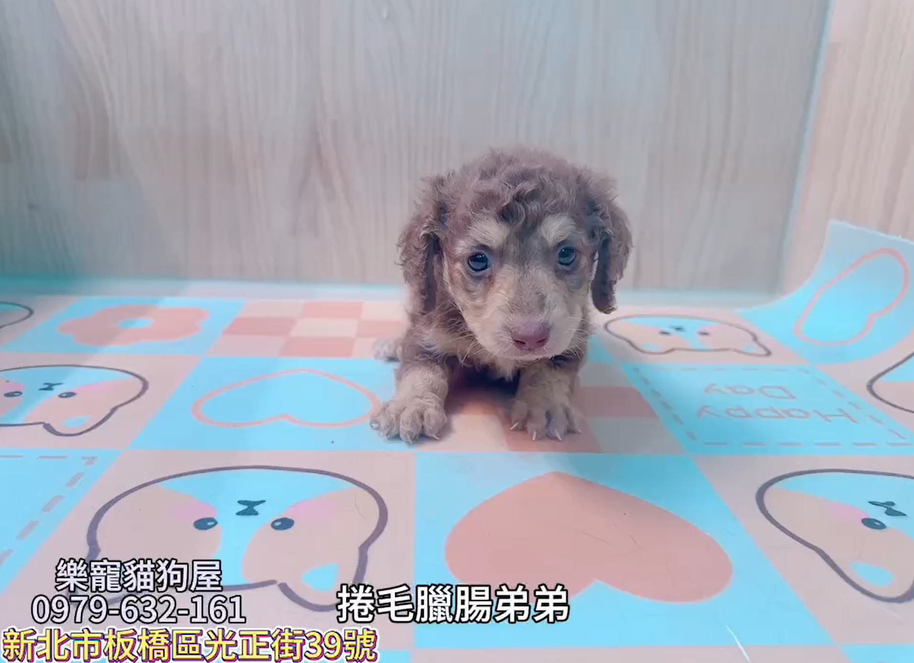 樂寵貓狗屋／捲毛臘腸