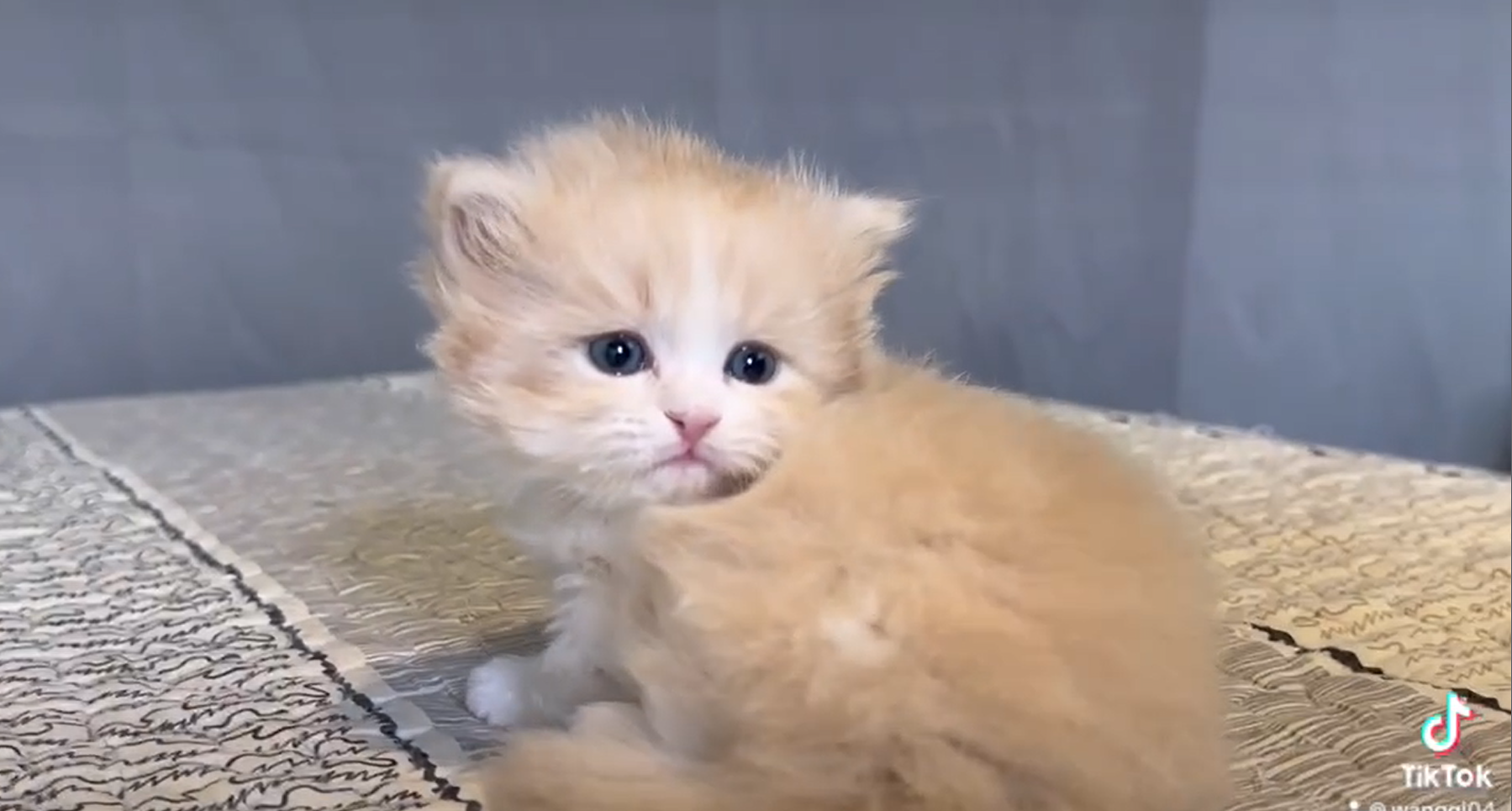 尊爵名皇／奶油賓士小步舞曲