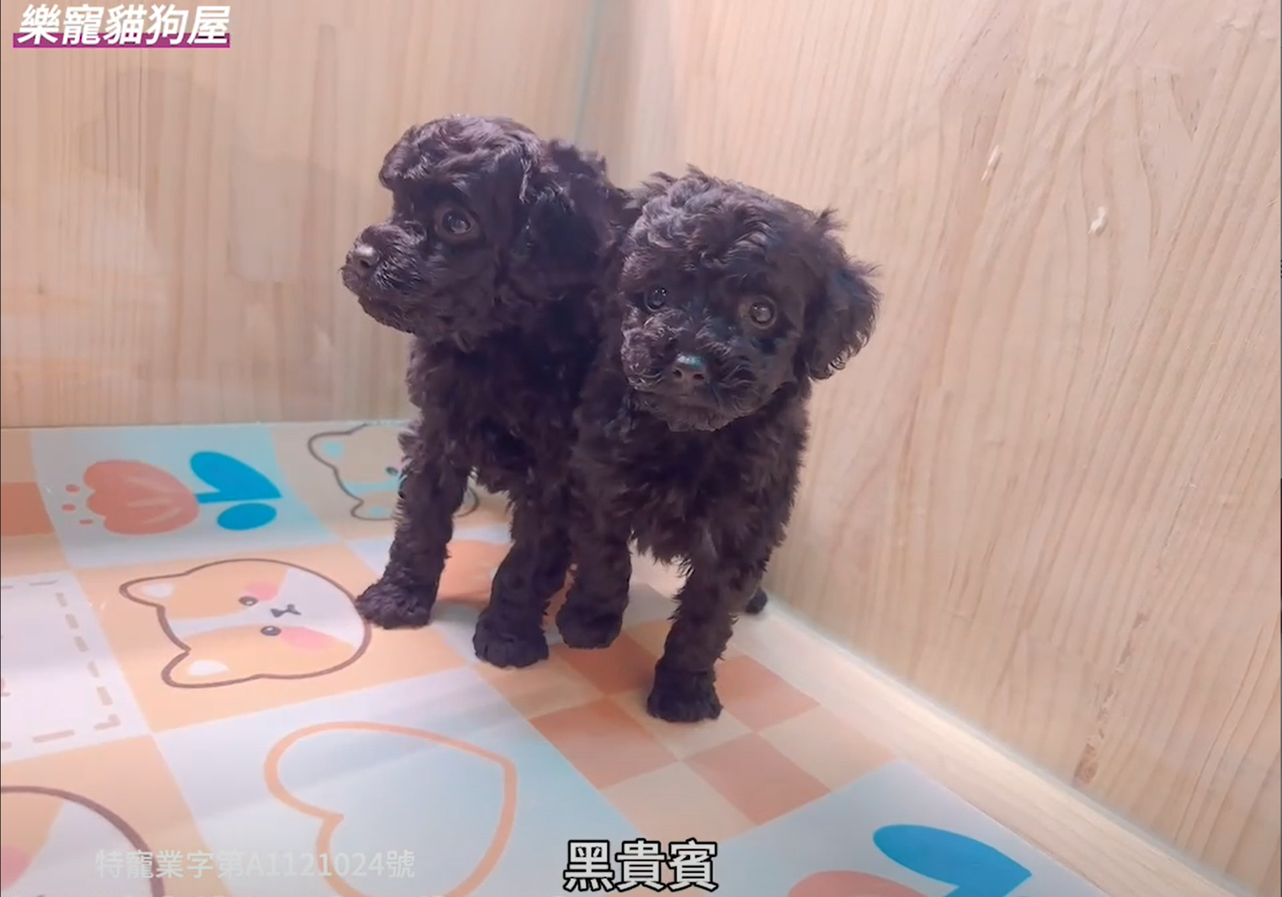 樂寵貓狗屋／黑貴賓