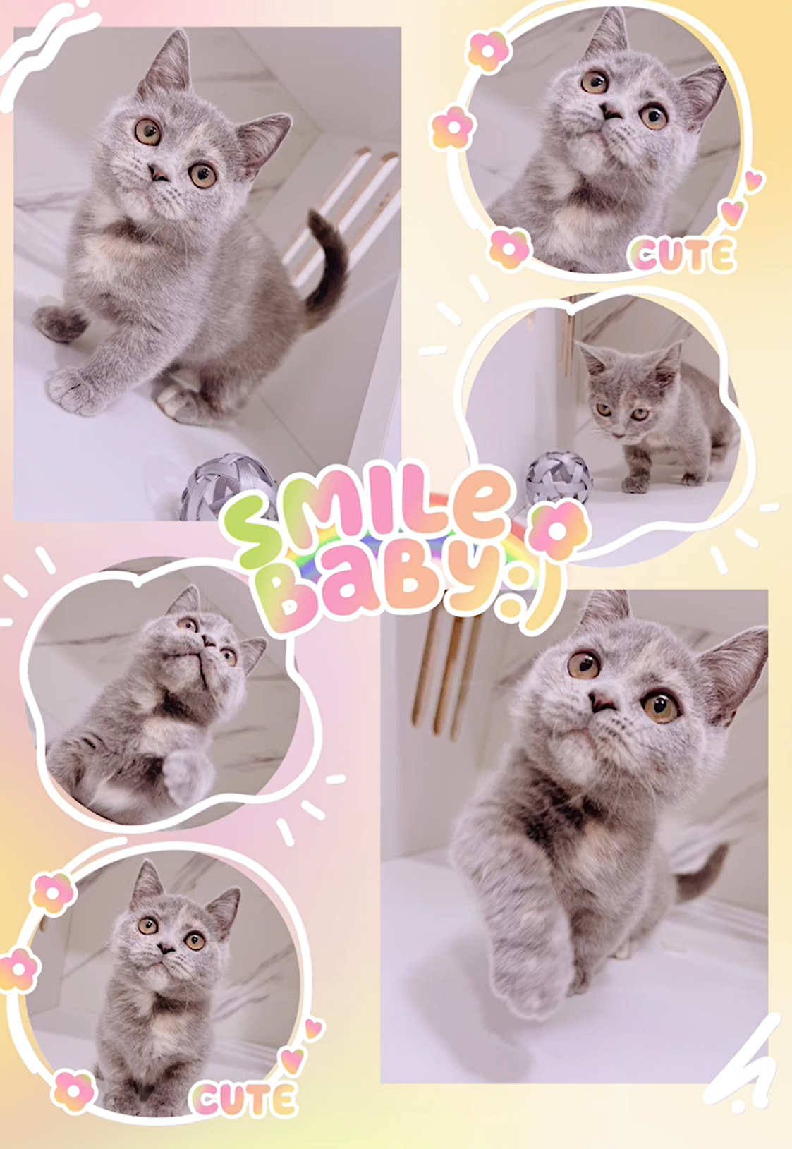 布魯斯貓舍／藍奶曼赤肯