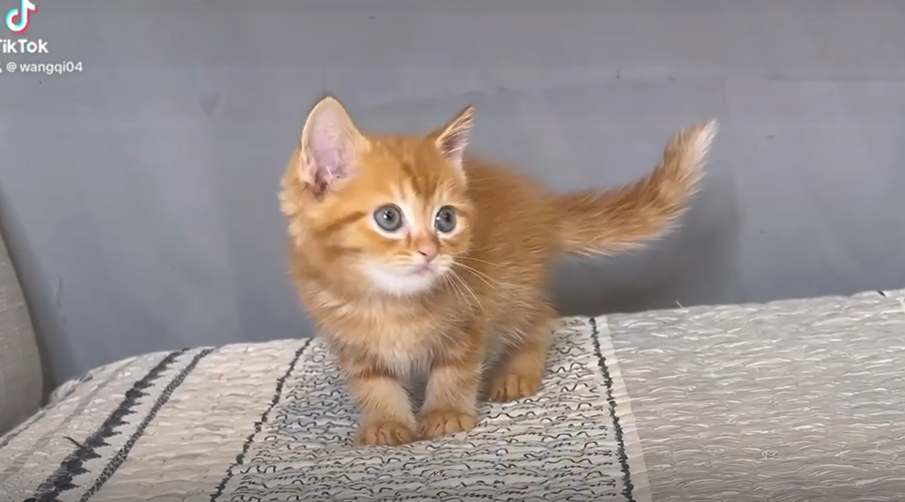 尊爵名皇／橘紋美國短毛貓