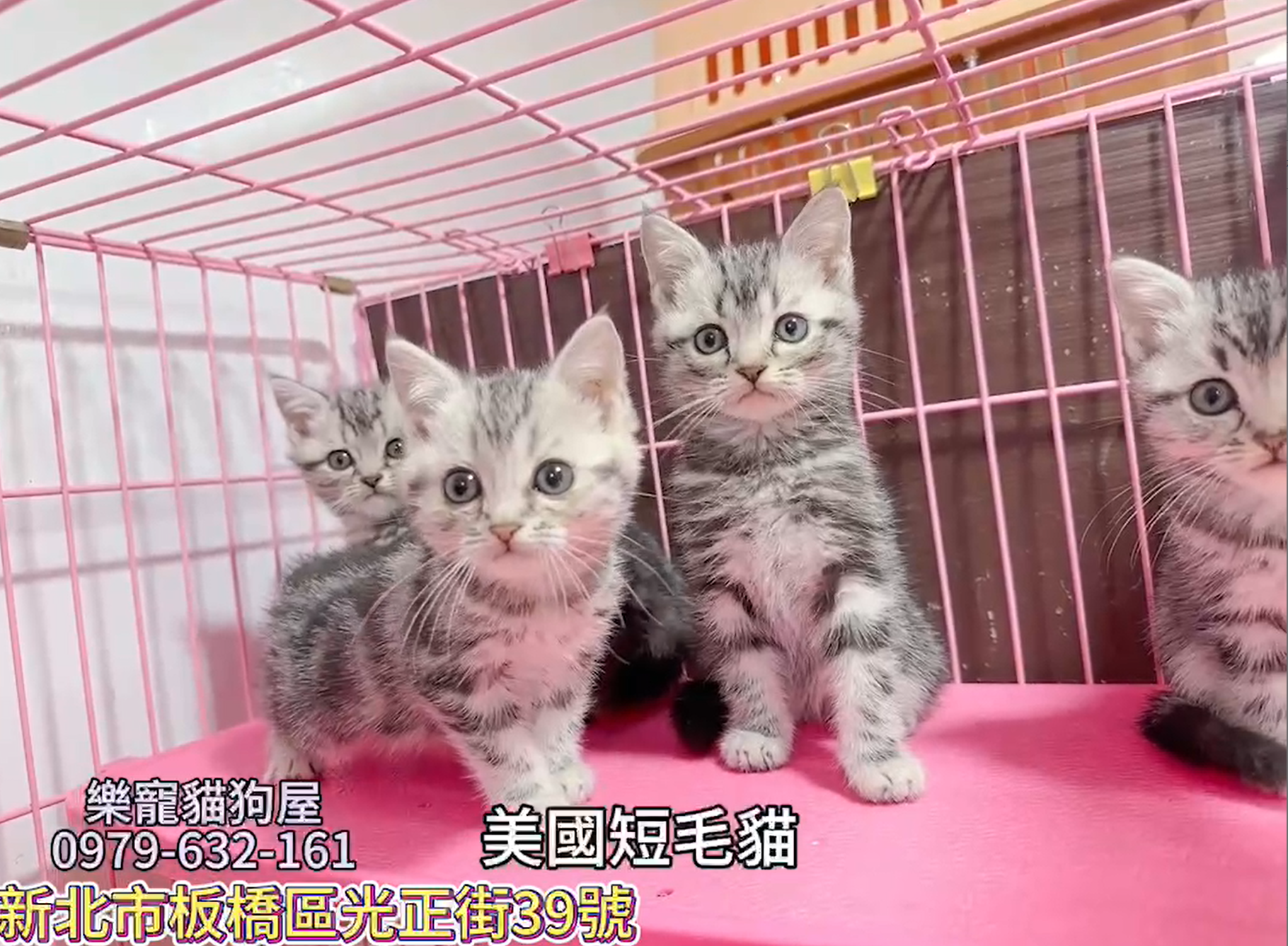 樂寵貓狗屋／美國短毛貓