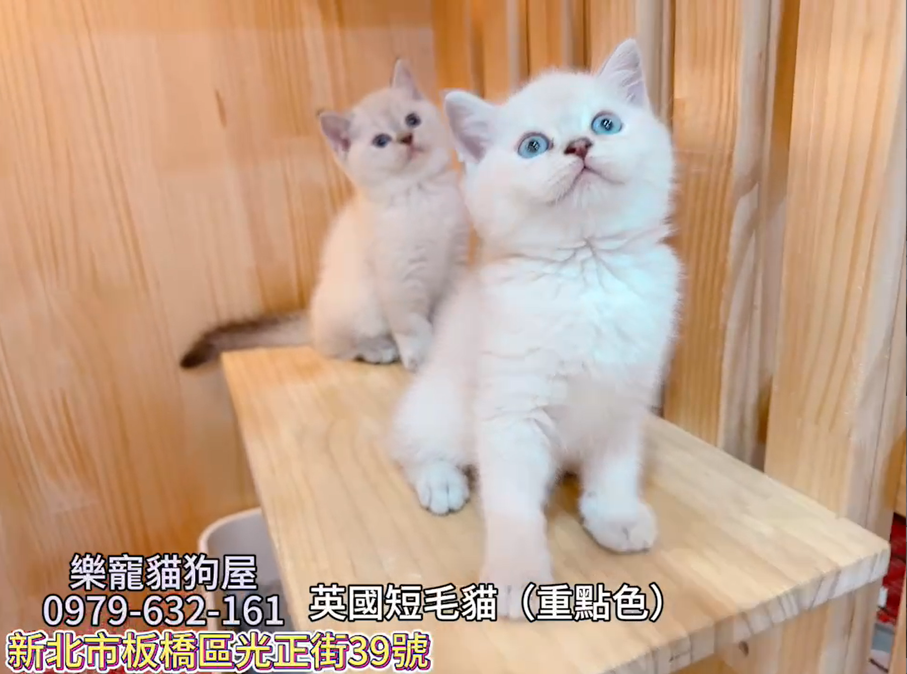 樂寵貓狗屋／重點色英國短毛貓