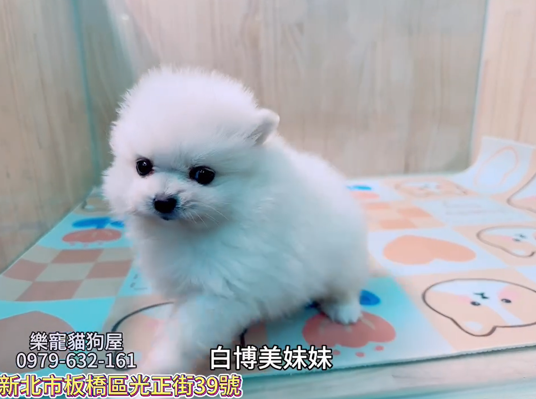 樂寵貓狗屋／白博美犬