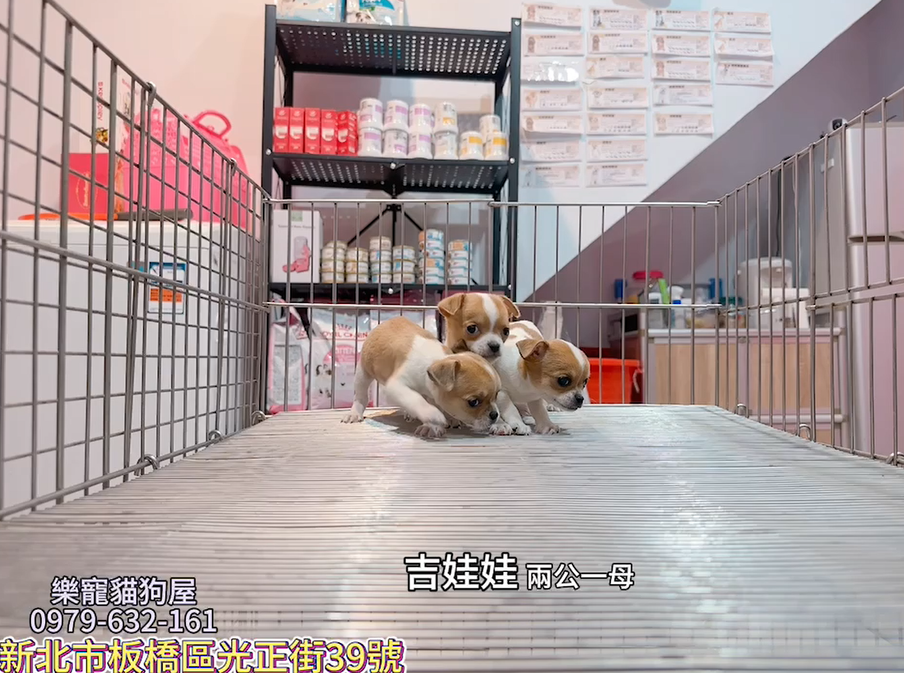 樂寵貓狗屋／吉娃娃