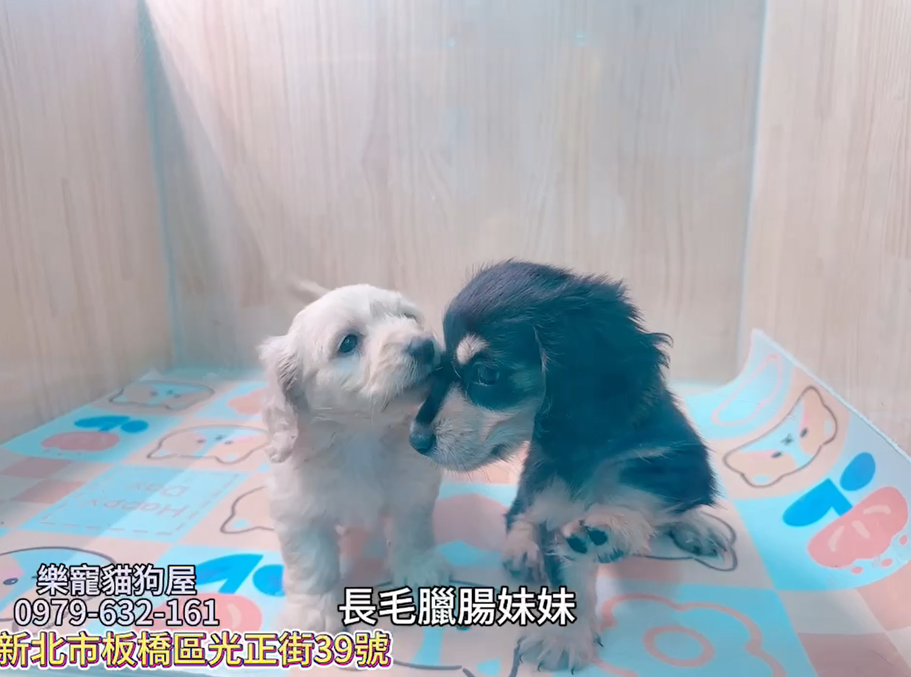 樂寵貓狗屋／長毛臘腸