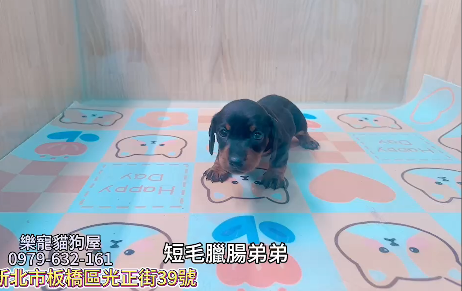 樂寵貓狗屋／短毛臘腸