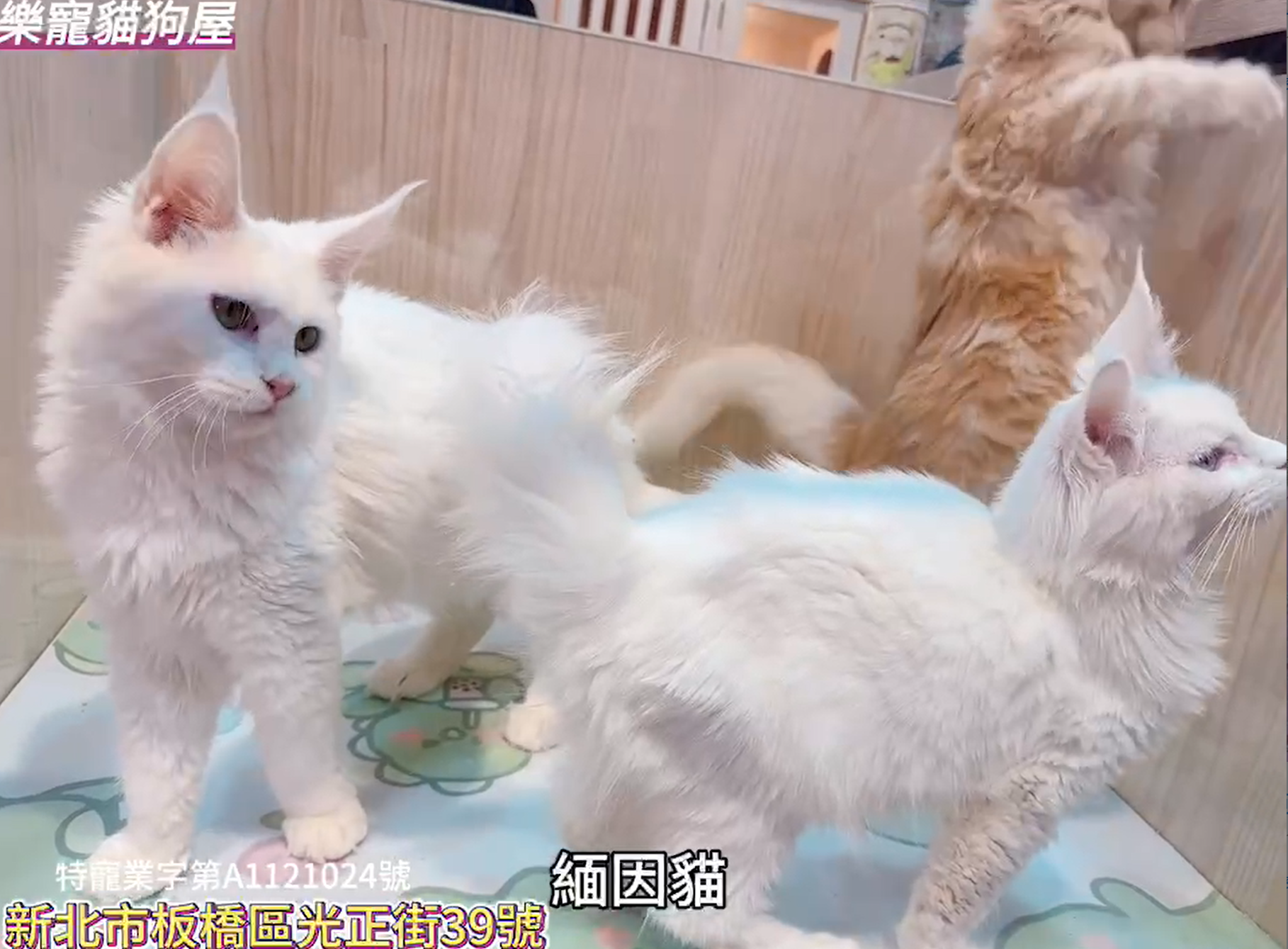 樂寵貓狗屋／緬因貓