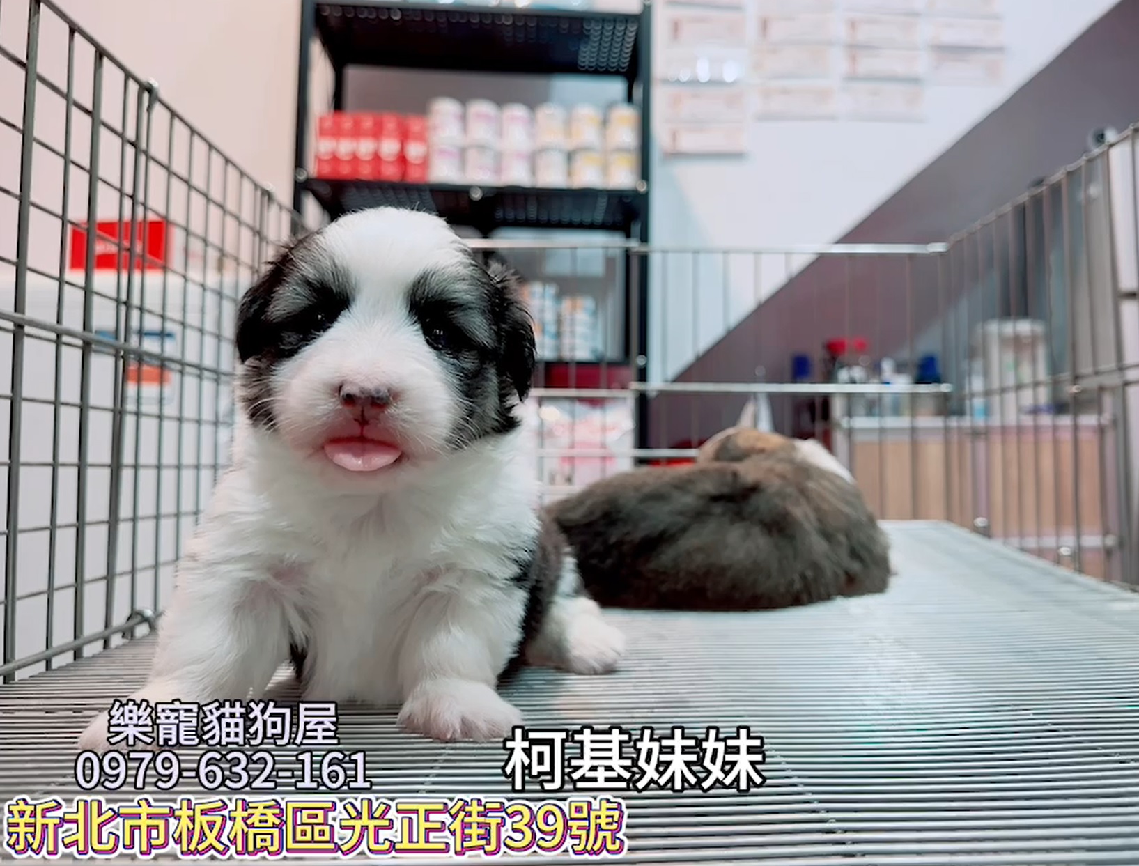 樂寵貓狗屋／柯基