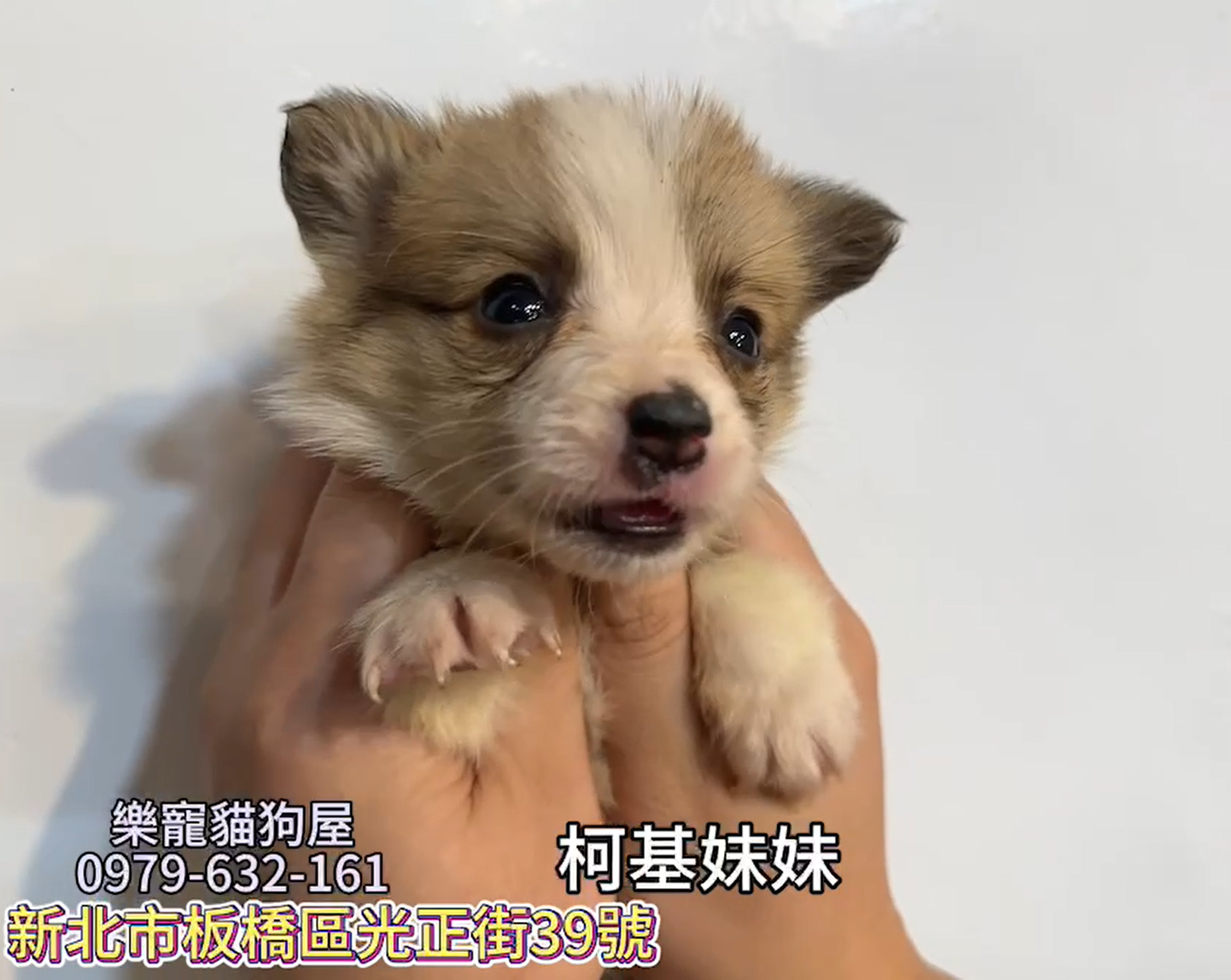 樂寵貓狗屋／柯基