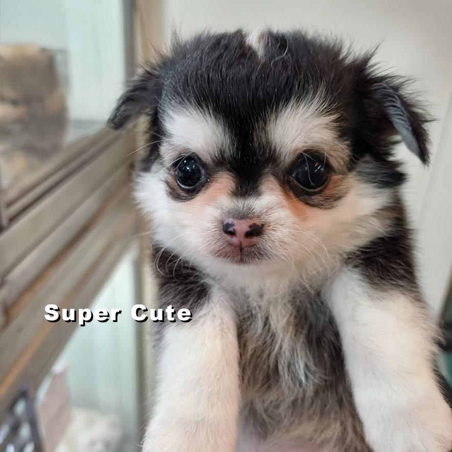 超可愛名犬社／長毛吉娃娃