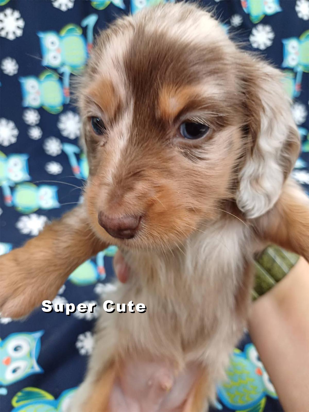 超可愛名犬社／長毛臘腸狗