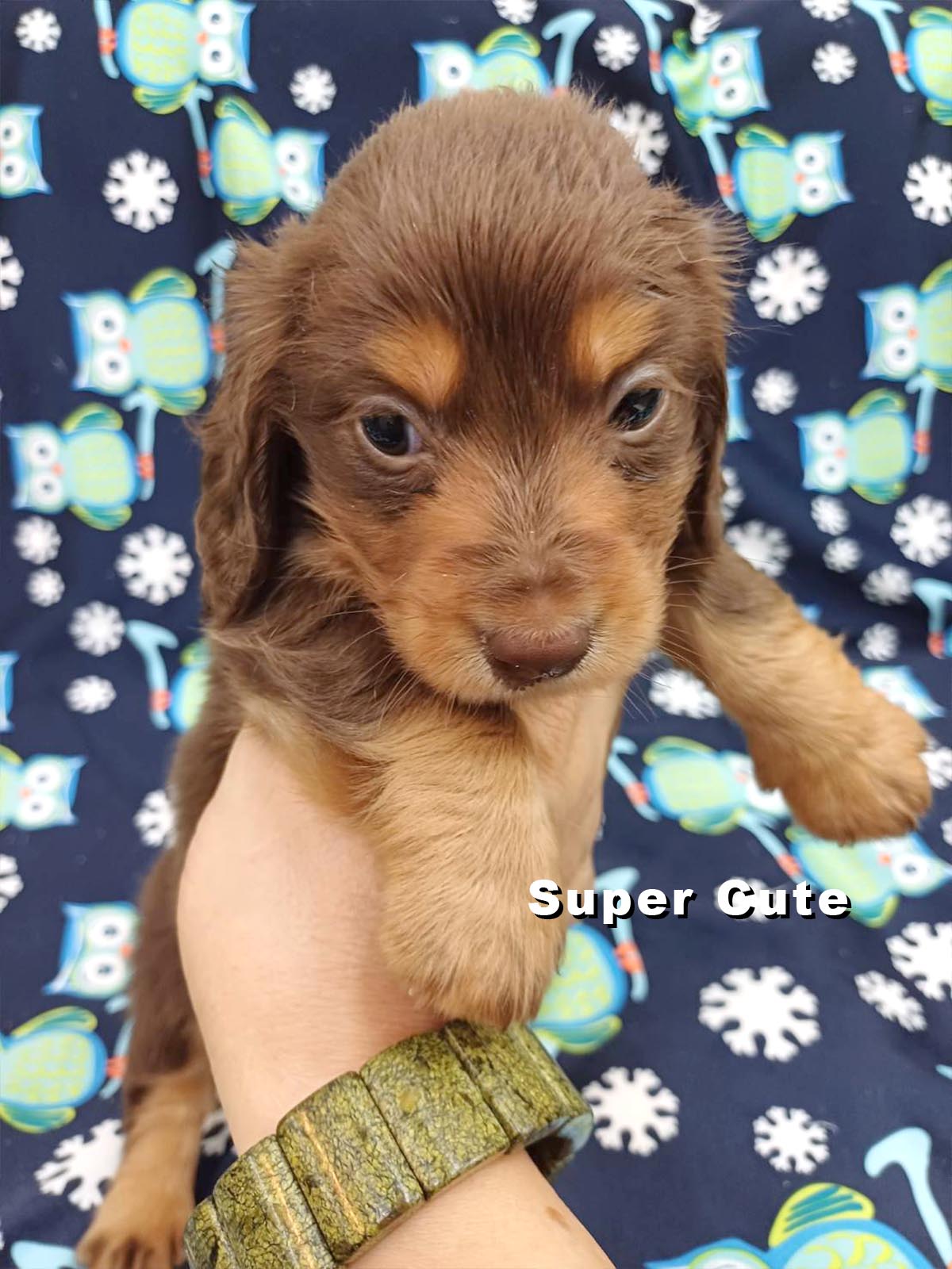 超可愛名犬社／長毛臘腸狗