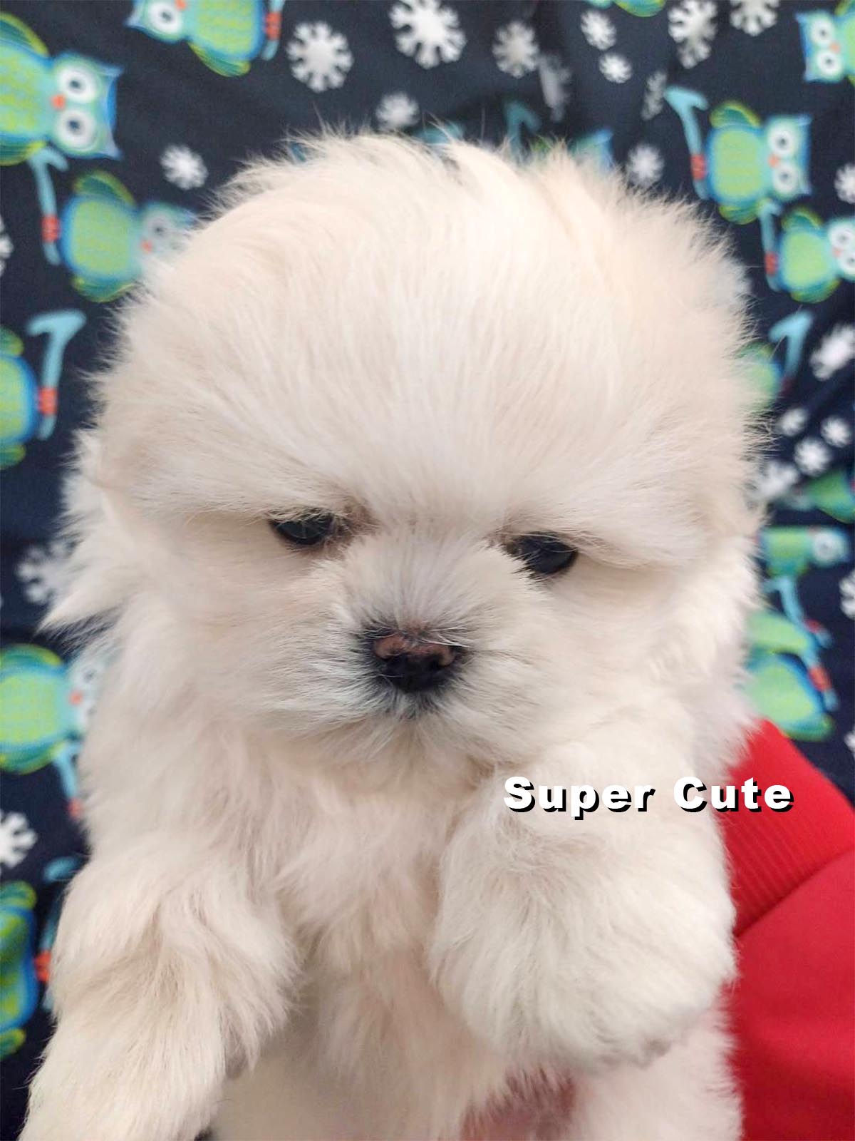 超可愛名犬社／瑪爾濟斯