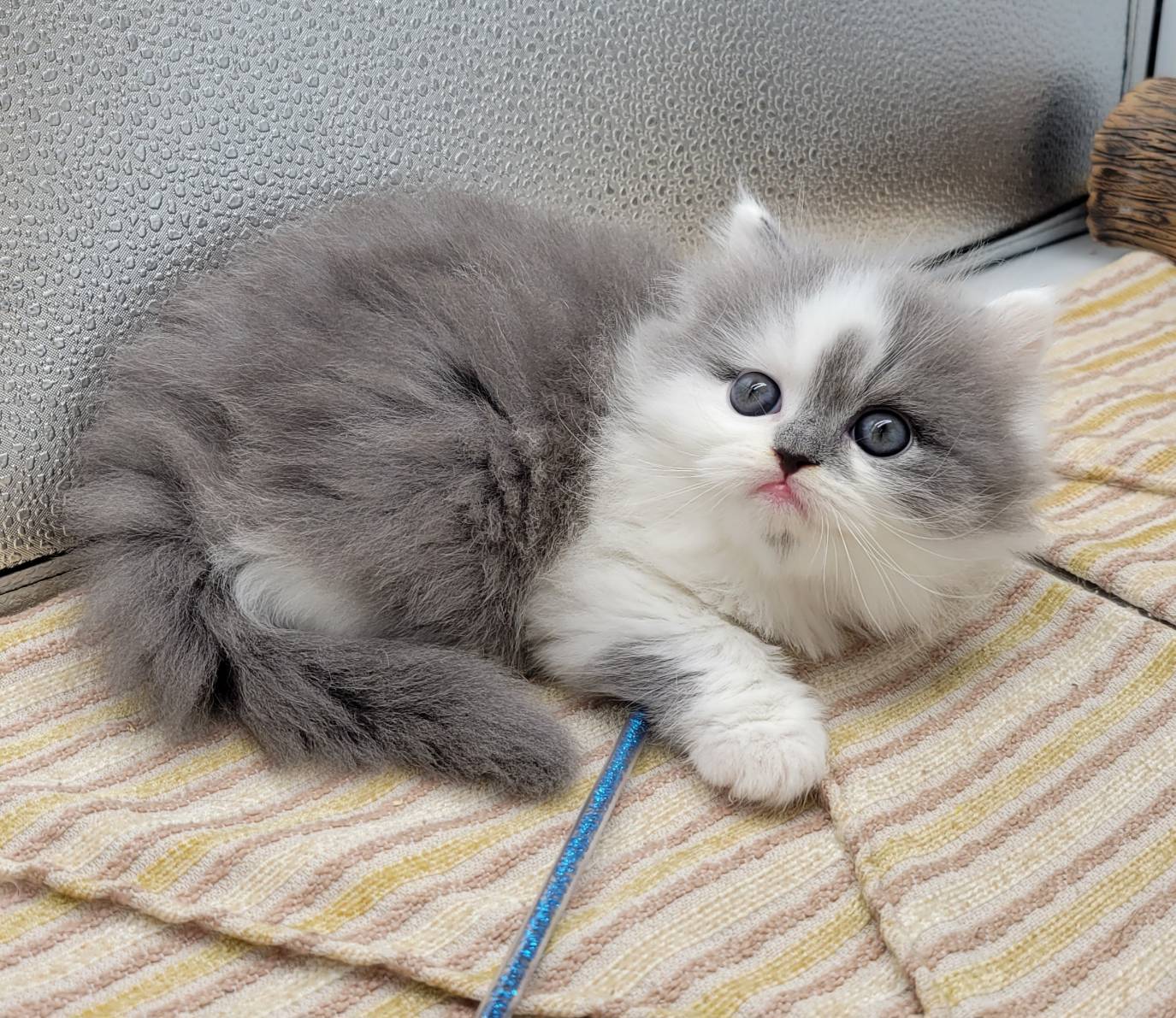 刻在你心底的貓／藍白色英國長毛貓