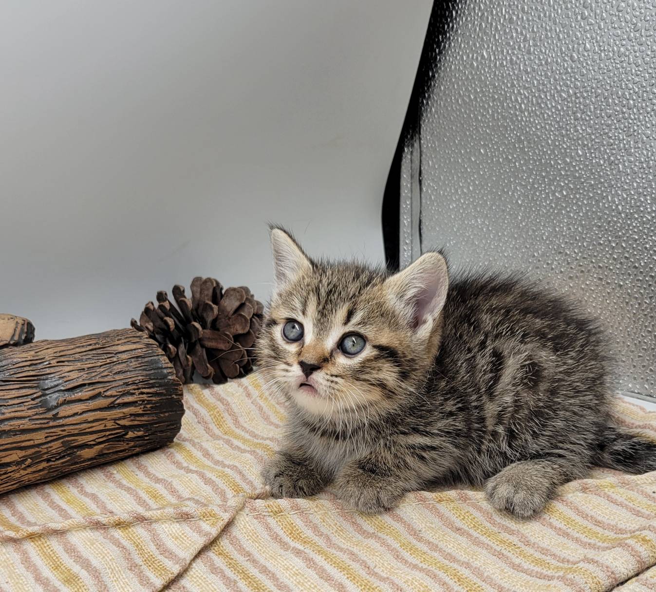 刻在你心底的貓／古銅金虎斑曼赤肯