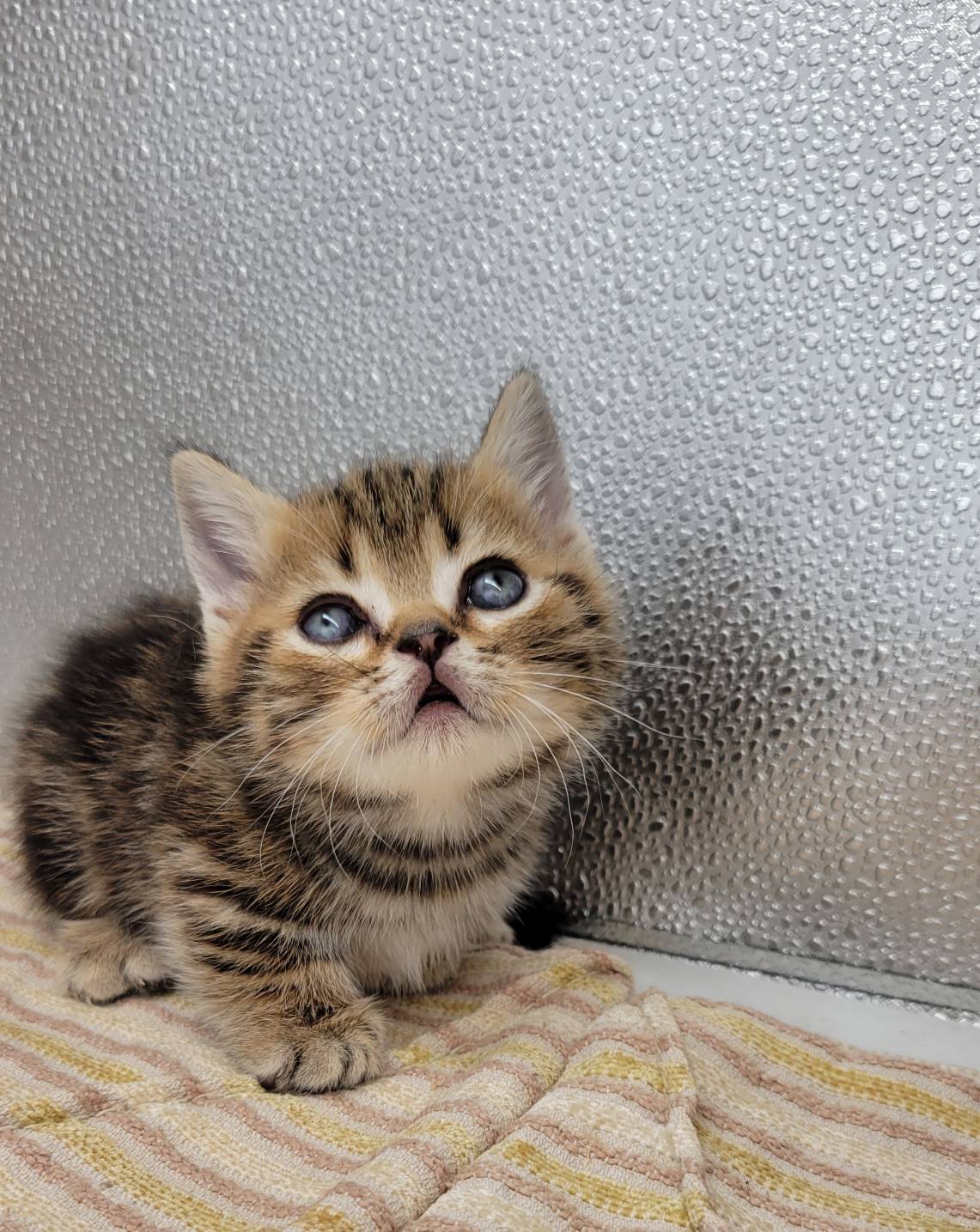 刻在你心底的貓／古銅色螺旋紋曼赤肯