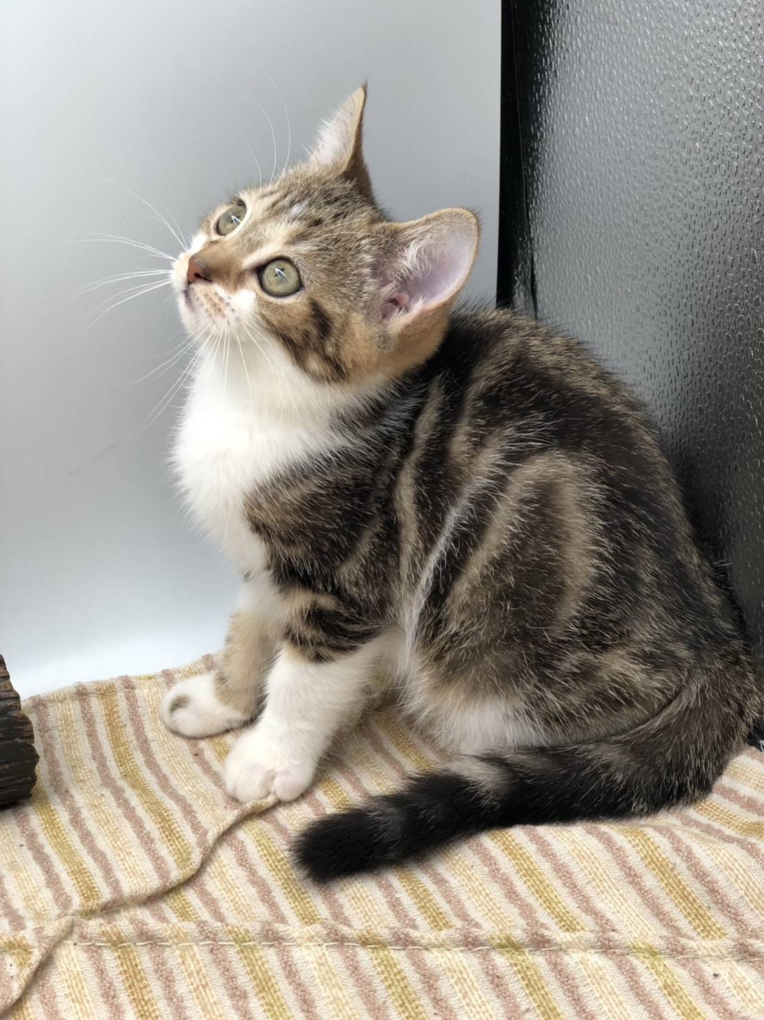 刻在你心底的貓／古銅色螺旋紋加白美國短毛貓