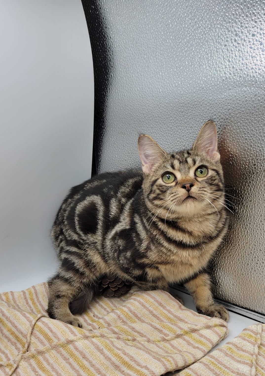 刻在你心底的貓／古銅色美國短毛貓