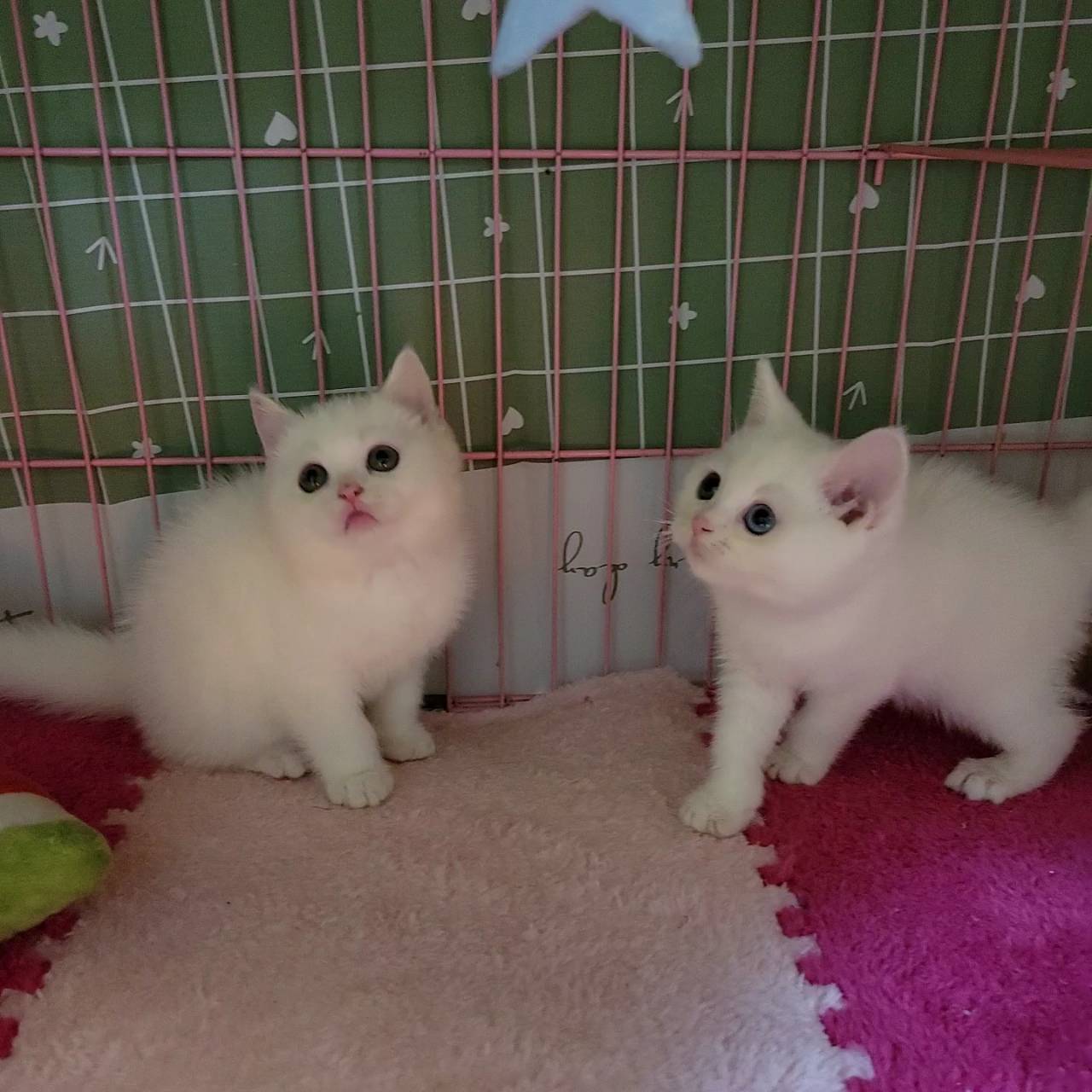 刻在你心底的貓／白色英國短毛貓