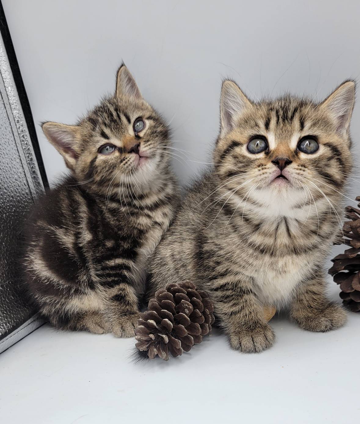 刻在你心底的貓／美國短毛貓