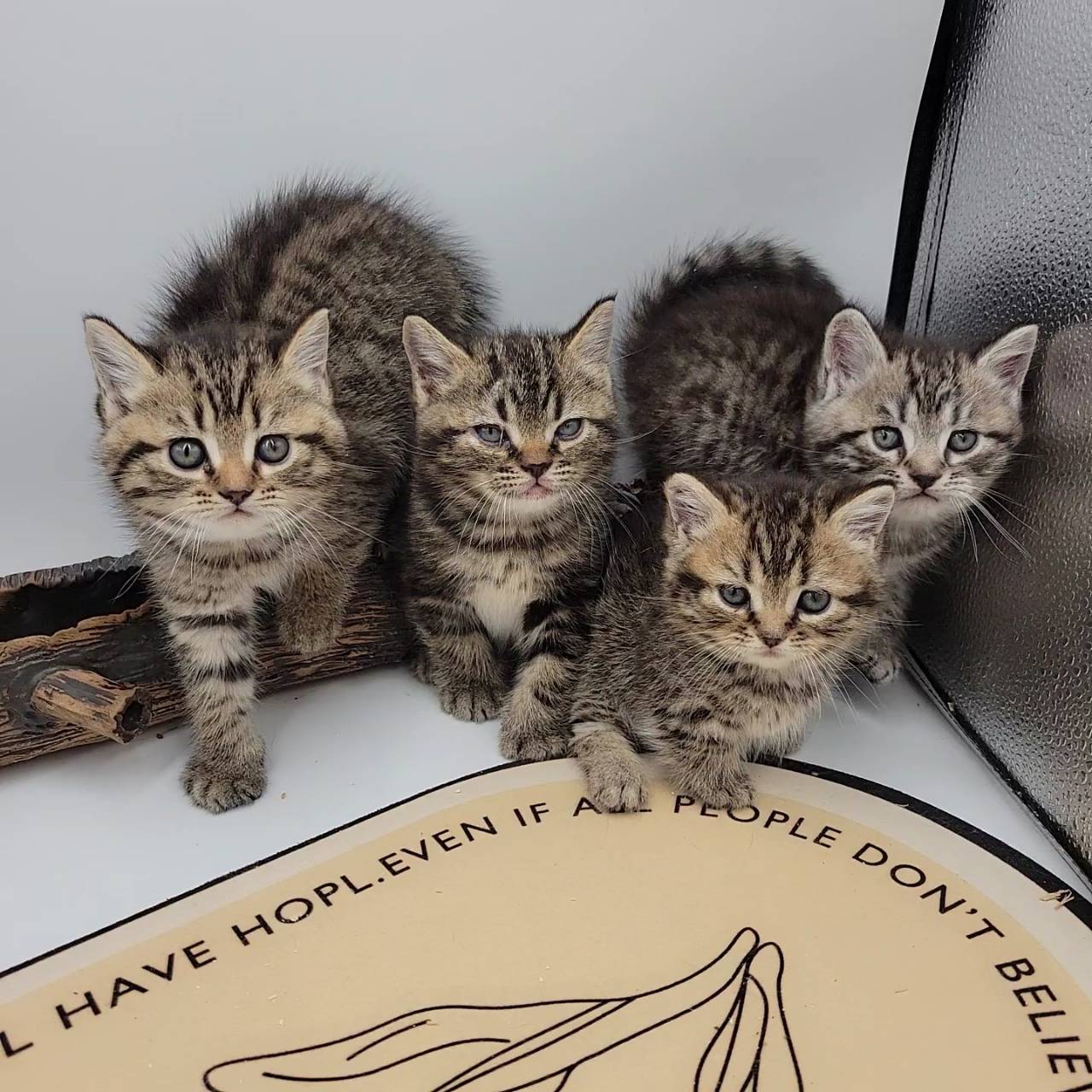 刻在你心底的貓／古銅色美國短毛貓