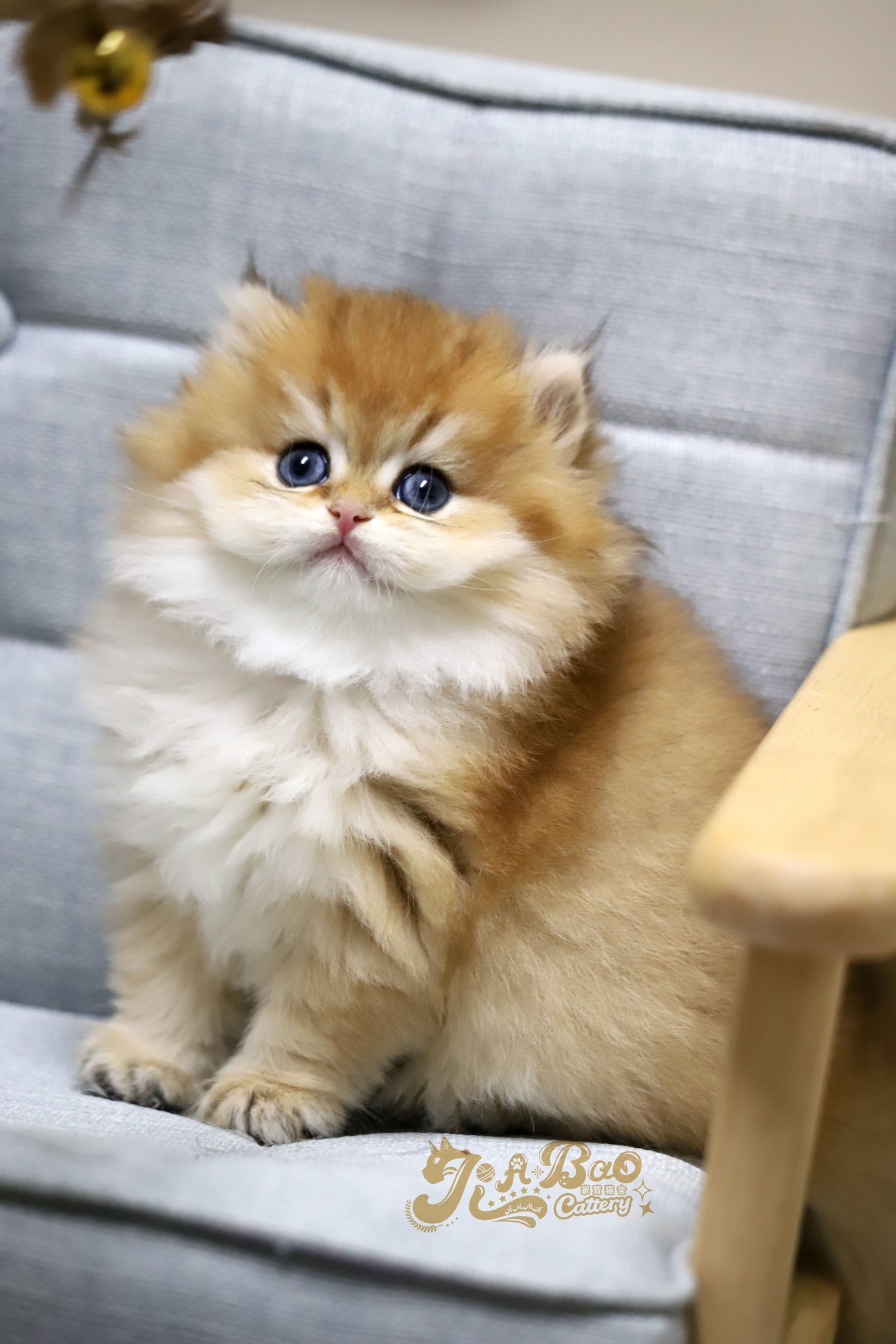 家寶寵物／黑金漸層英國長毛貓