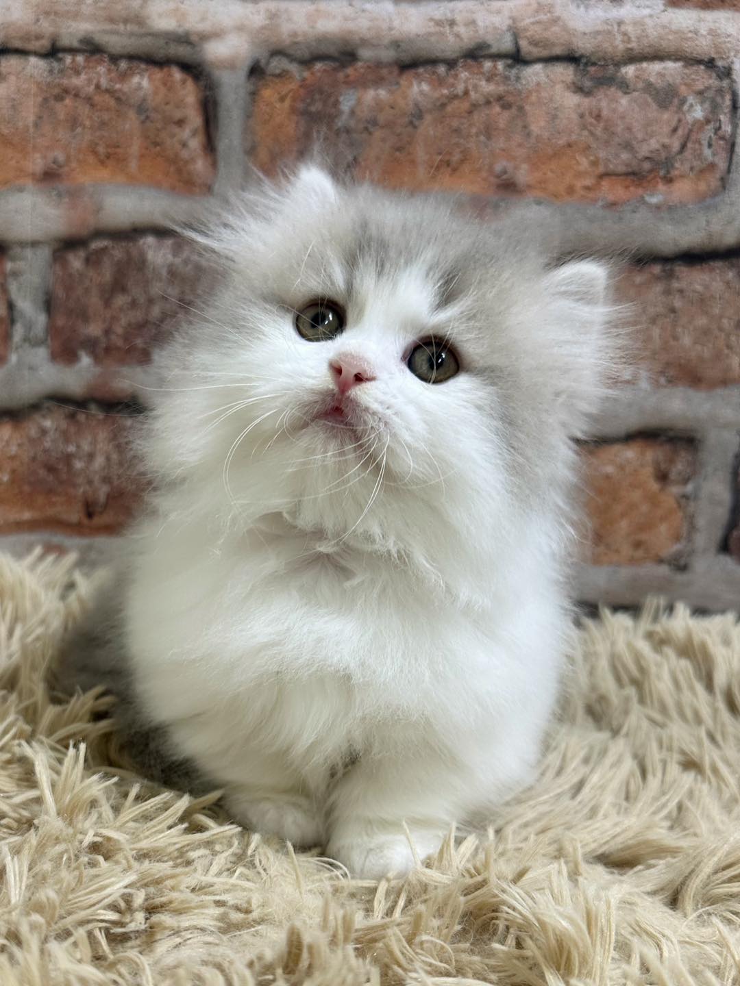 魔法森林／藍奶色加白賓士小步舞曲