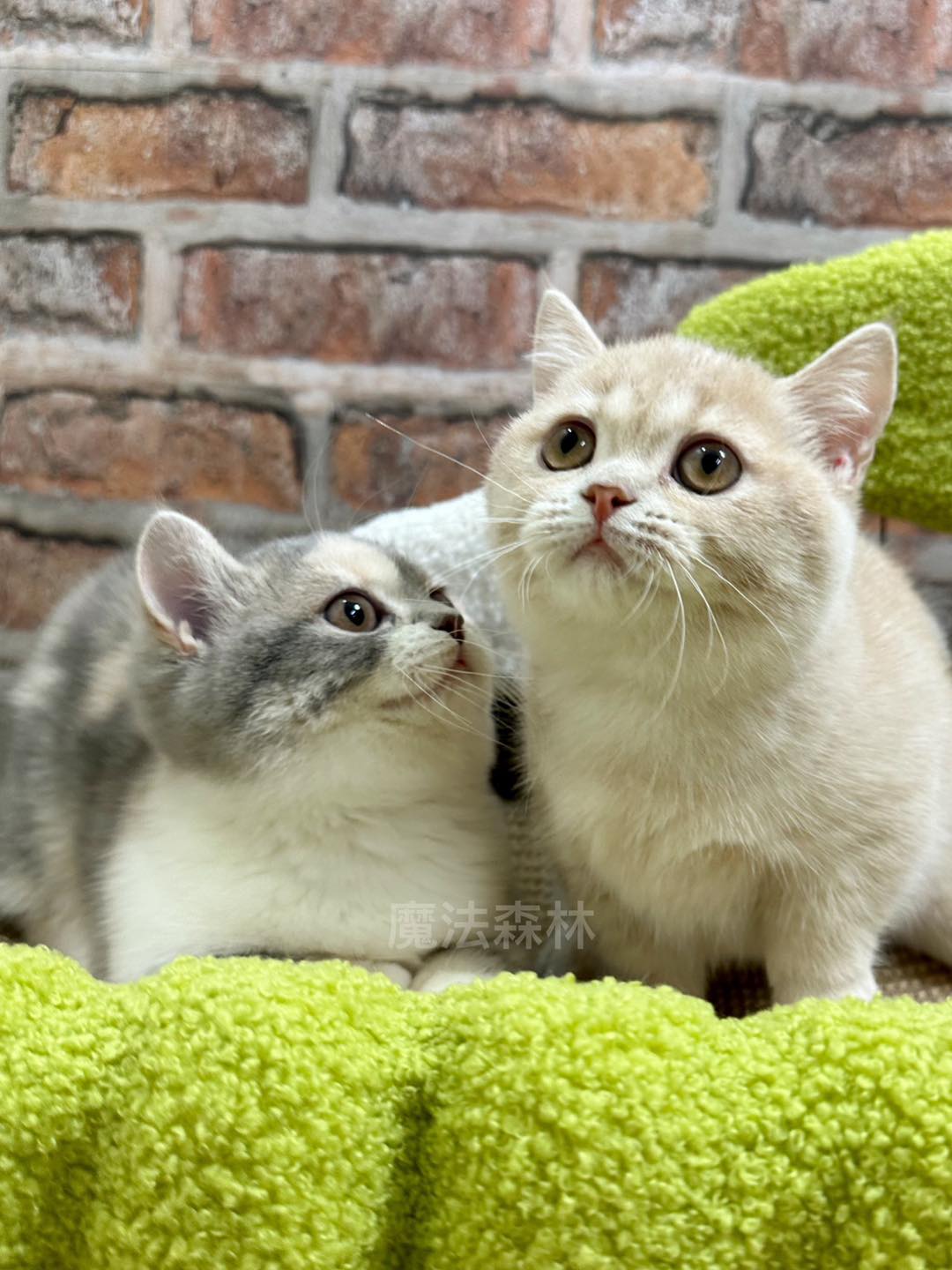 魔法森林／奶油色&藍三花曼赤肯