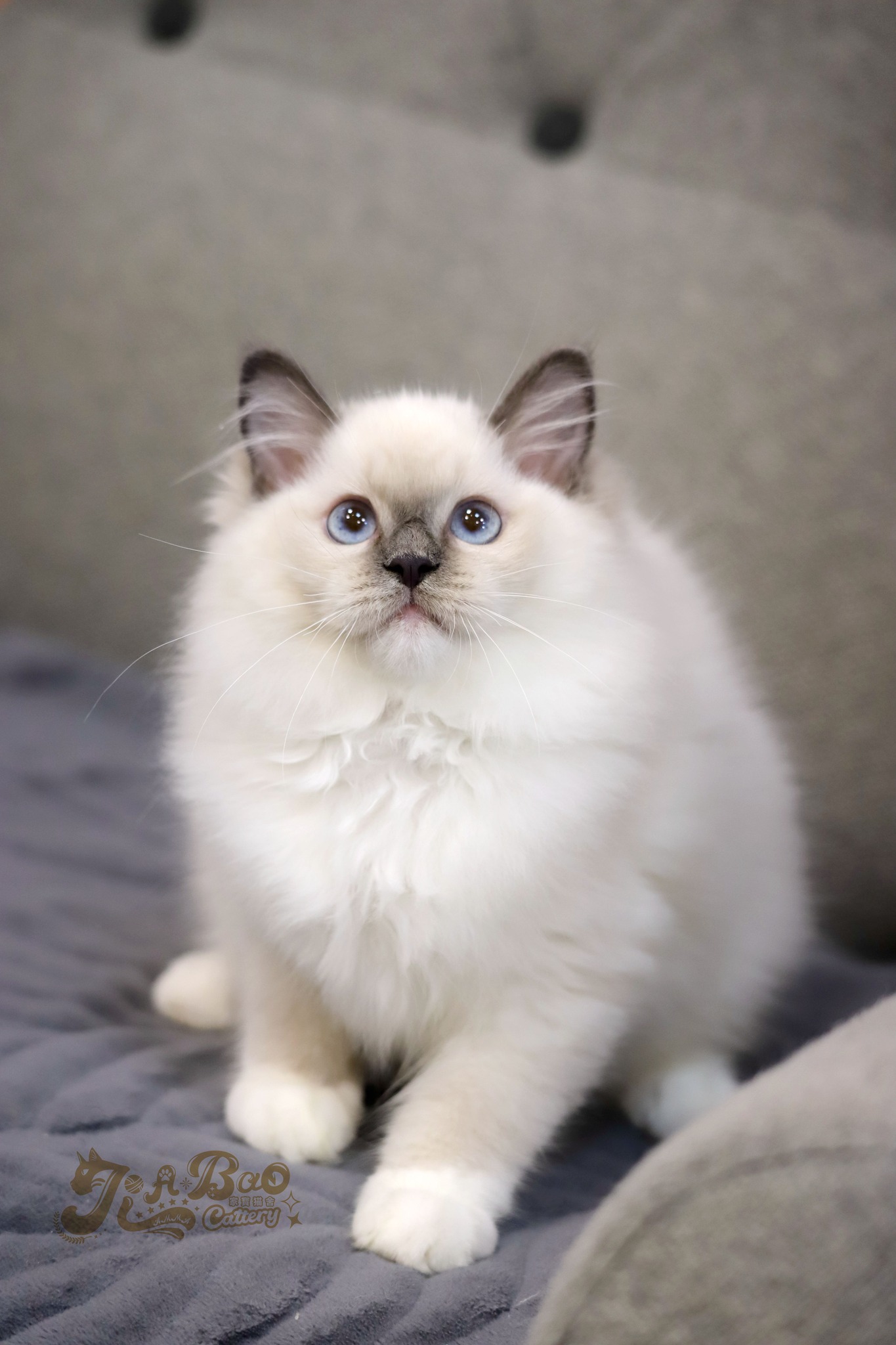 家寶寵物／藍手套布偶貓