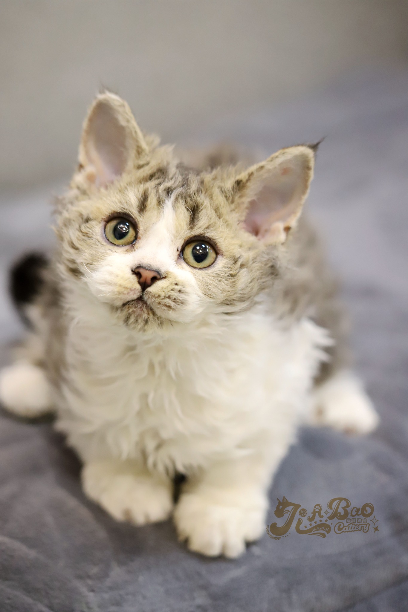 家寶寵物／虎斑賓士賽爾凱克羊毛貓