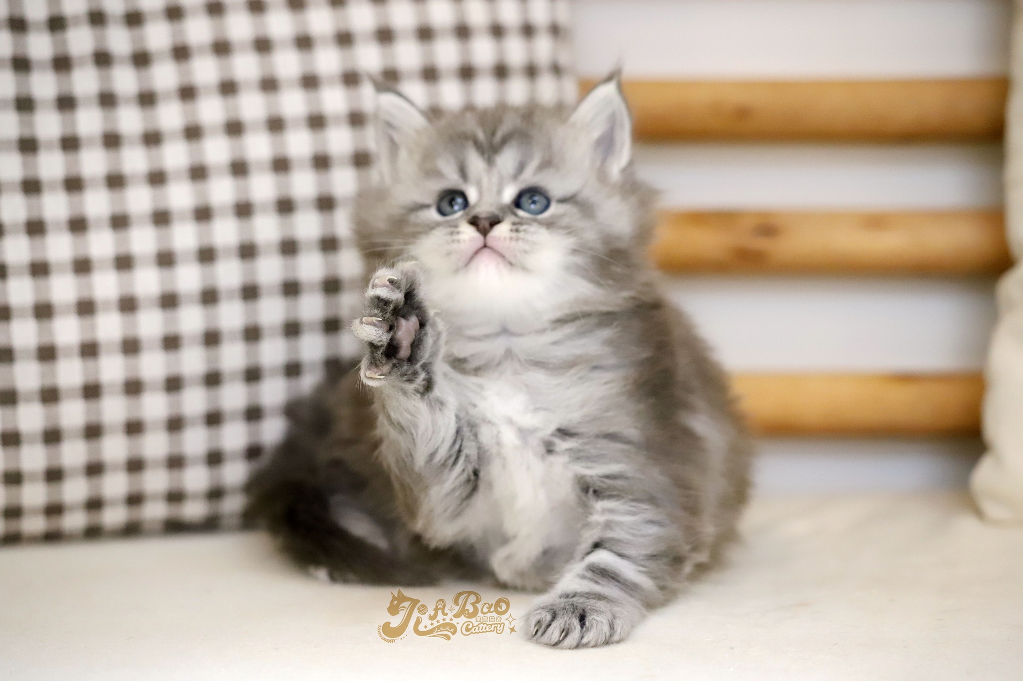 家寶寵物／藍銀虎斑緬因貓