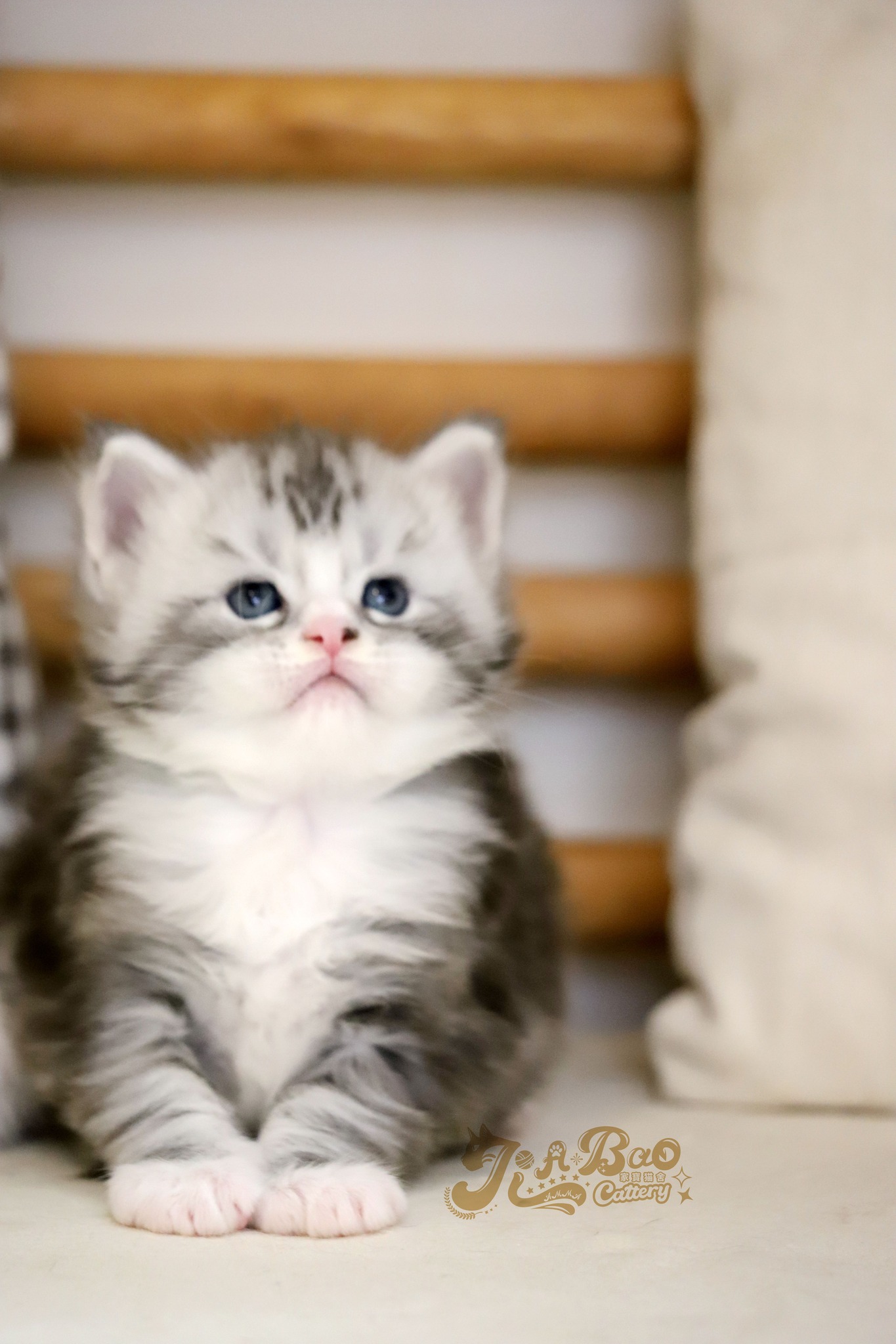 家寶寵物／銀虎斑賓士緬因貓