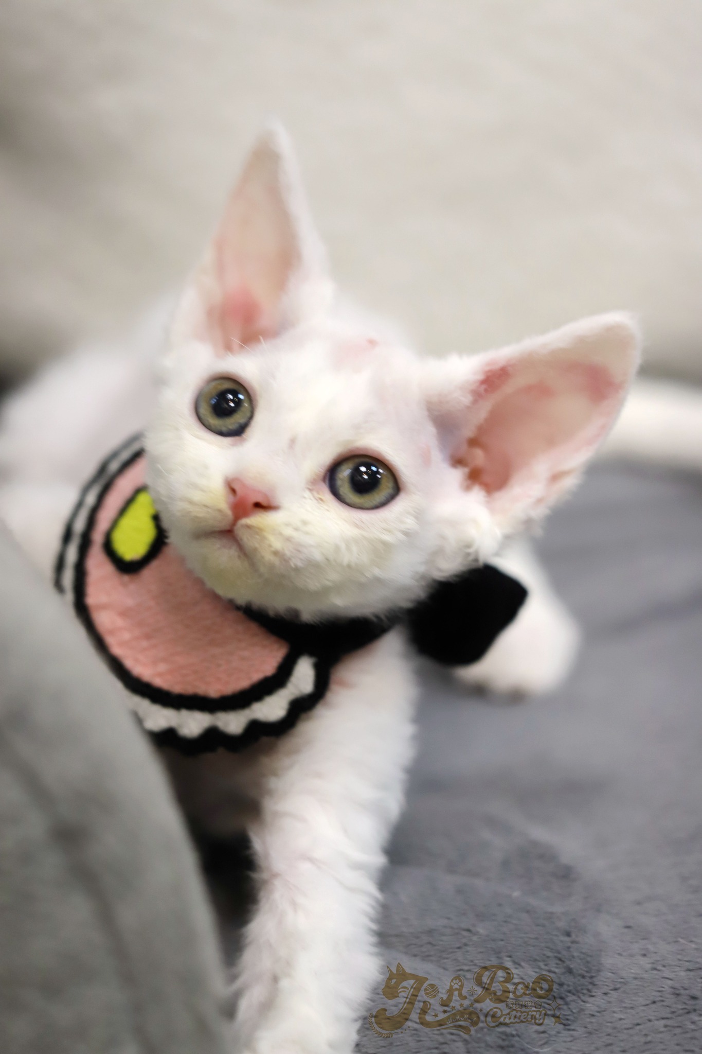 家寶寵物／白色德文捲毛貓